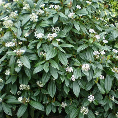 Sneeuwbal (Viburnum davidii)
