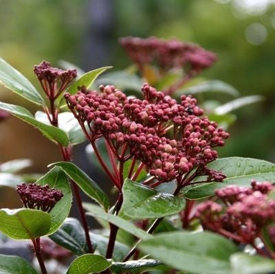 Sneeuwbal (Viburnum tinus Spirit) - Viburnum