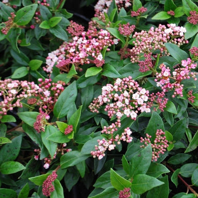Sneeuwbal (Viburnum tinus ‘Eve Price’)