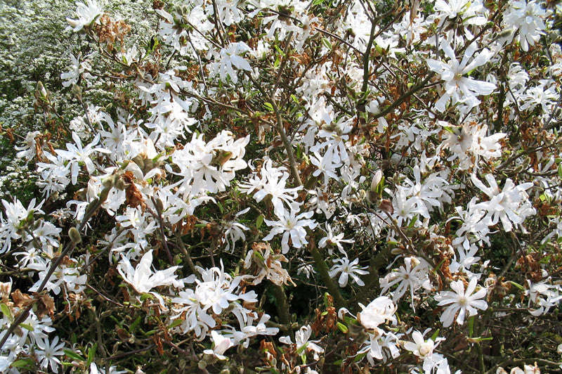 Stermagnolia als struik (Magnolia 'Grandiflora') - Groenblijvende struiken
