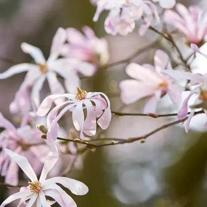 Stermagnolia als struik (Magnolia 'Leonard Messel') - Groenblijvende struiken