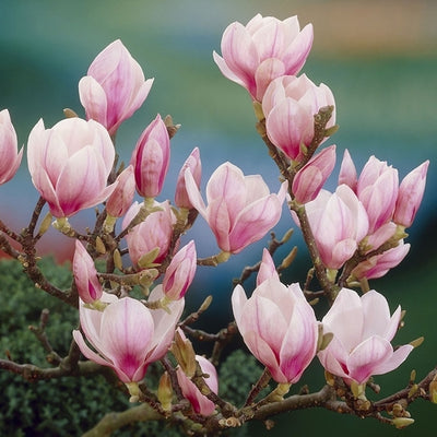 Stermagnolia als struik (Magnolia soulangeana)