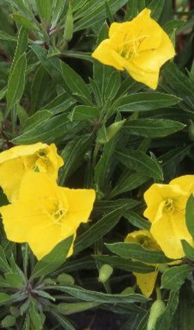 Teunisbloem (Oenothera macrocarpa)