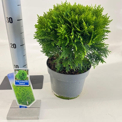 Thuja (Thuja occidentalis ‘Danica’  ) - Coniferen