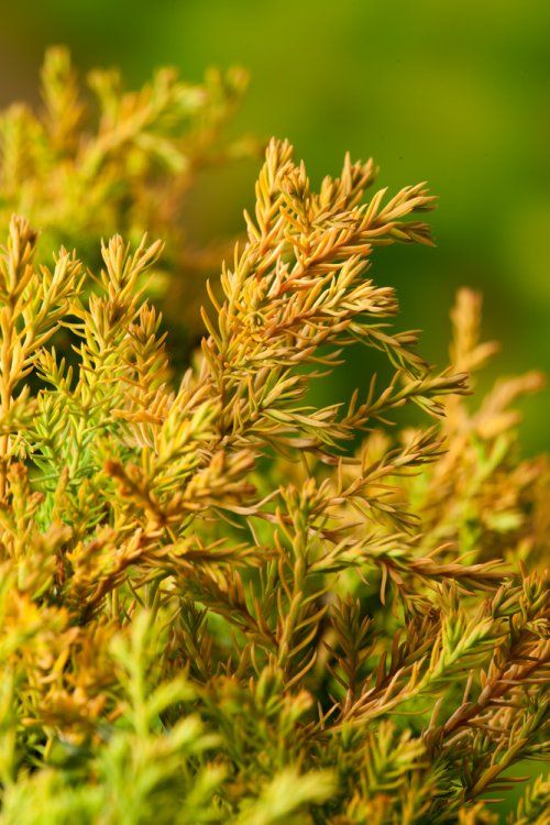 Thuja (Thuja occidentalis 'Rheingold') - Coniferen