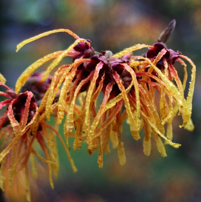Toverhazelaar (Hamamelis intermedia 'Aphrodite')