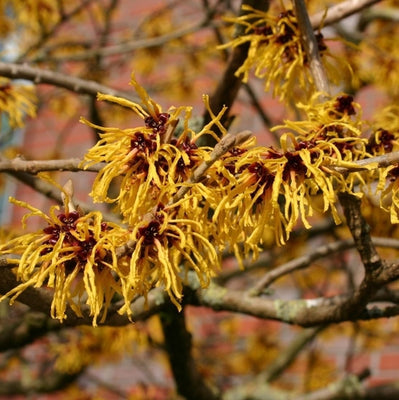 Toverhazelaar (Hamamelis intermedia 'Arnold Promise')