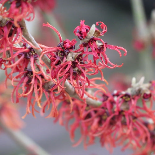 Toverhazelaar (Hamamelis intermedia 'Diane') - Heesters