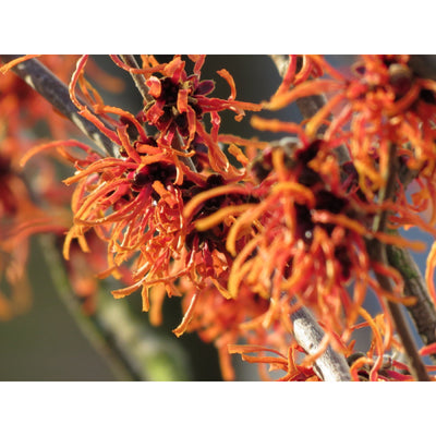 Toverhazelaar (Hamamelis intermedia 'Feuerzauber')
