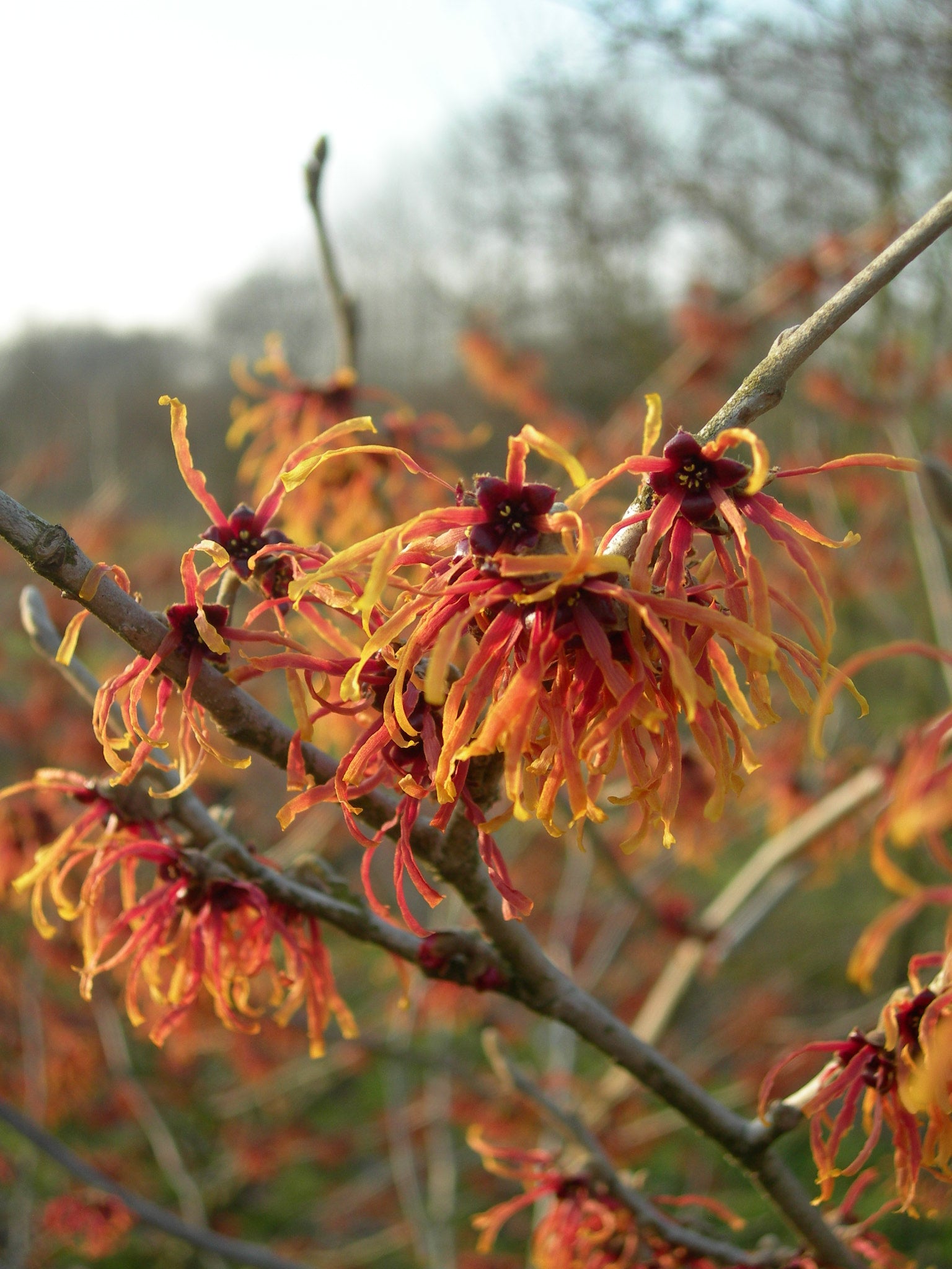 Toverhazelaar (Hamamelis intermedia 'Jelena') - Heesters