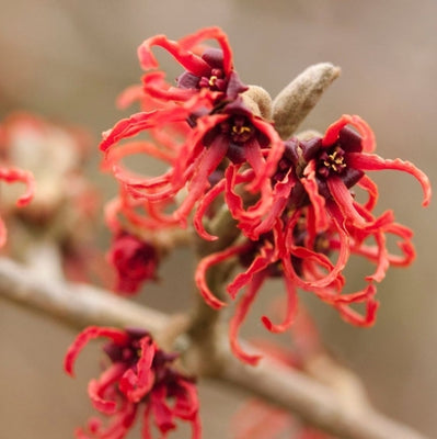 Toverhazelaar (Hamamelis intermedia 'Rubin')