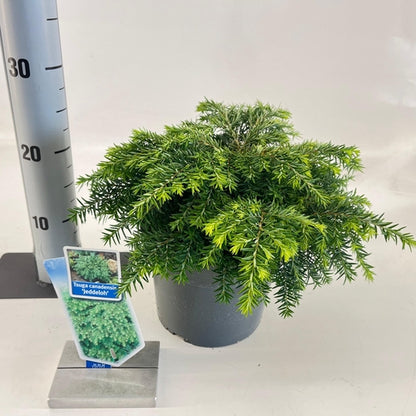 Tsuga (Tsuga can. ‘Jeddeloh’) - Coniferen