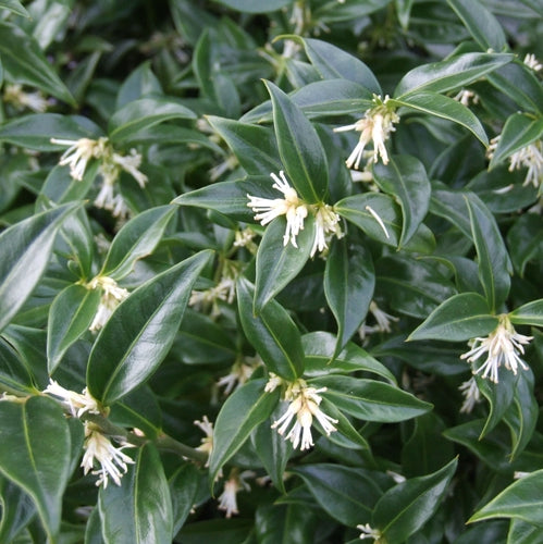 Vleesbes (Sarcococca confusa) - Groenblijvende struiken