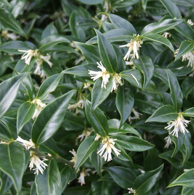Vleesbes (Sarcococca confusa)