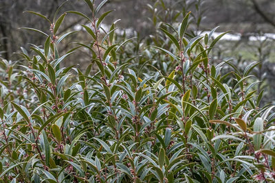 Vleesbes (Sarcococca hookeriana Purple Gem)