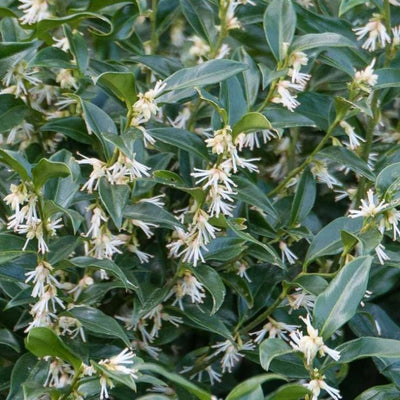 Vleesbes (Sarcococca ruscifolia 'Dragon Gate')