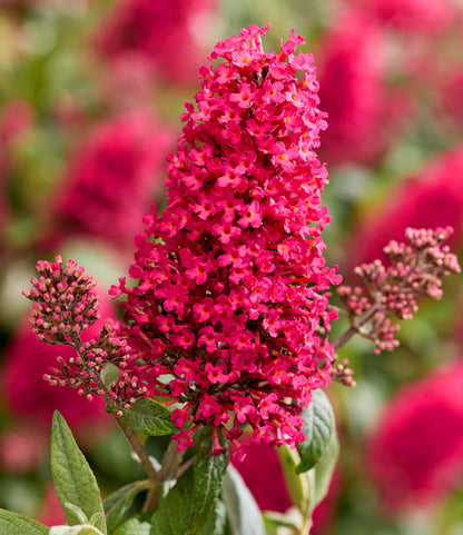 Vlinderstruik (Buddleja davidii Butterfly Candy® Little Bubbelgum) - Vlinderstruik