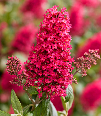 Vlinderstruik (Buddleja davidii Butterfly Candy® Little Bubbelgum)