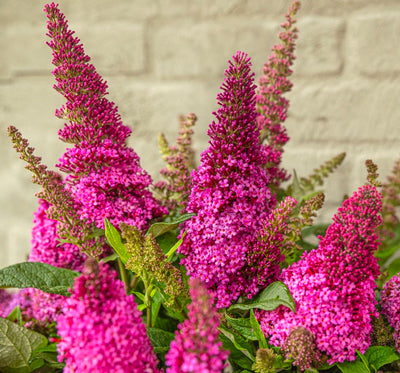 Vlinderstruik (Buddleja davidii Butterfly Candy® Little Cerise)