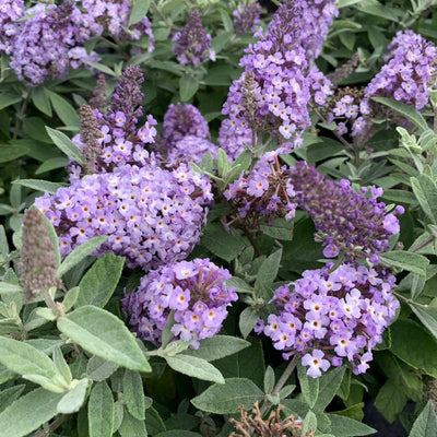 Vlinderstruik (Buddleja davidii Butterfly Candy® Little Lila)