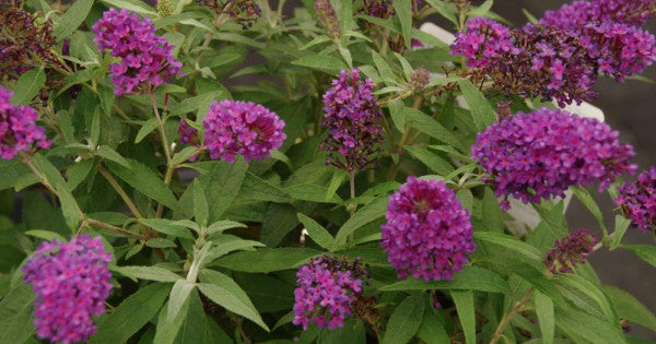 Vlinderstruik (Buddleja davidii Butterfly Candy® Little Magenta) - Vlinderstruik