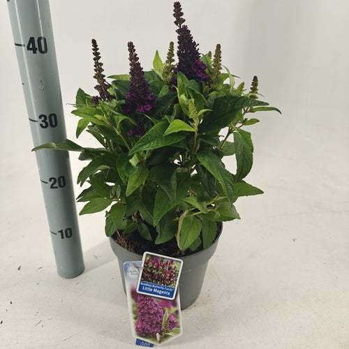 Vlinderstruik (Buddleja davidii Butterfly Candy® Little Magenta) - Vlinderstruik