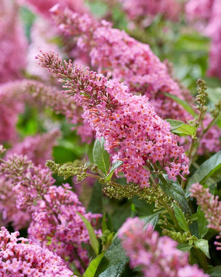 Vlinderstruik (Buddleja davidii Butterfly Candy® Little Pink)