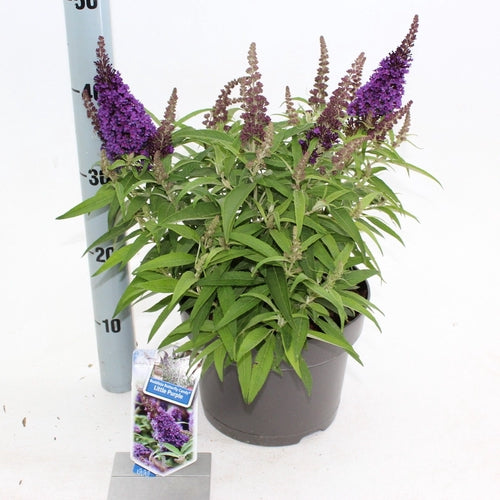 Vlinderstruik (Buddleja davidii Butterfly Candy® Little Purple) - Vlinderstruik