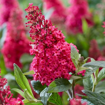 Vlinderstruik (Buddleja davidii Butterfly Candy® Little Ruby)