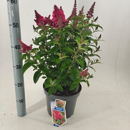Vlinderstruik (Buddleja davidii Butterfly Candy® Little Ruby) - Vlinderstruik