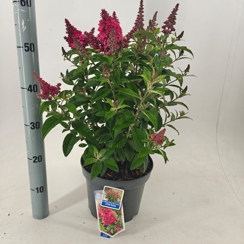 Vlinderstruik (Buddleja davidii Butterfly Candy® Little Ruby) - Vlinderstruik