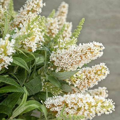 Vlinderstruik (Buddleja davidii Butterfly Candy® Little White)