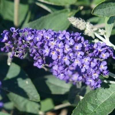 Vlinderstruik (Buddleja davidii Free Petite© Blue Heaven)