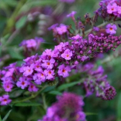 Vlinderstruik (Buddleja davidii Free Petite© Dark Pink) - Vlinderstruik