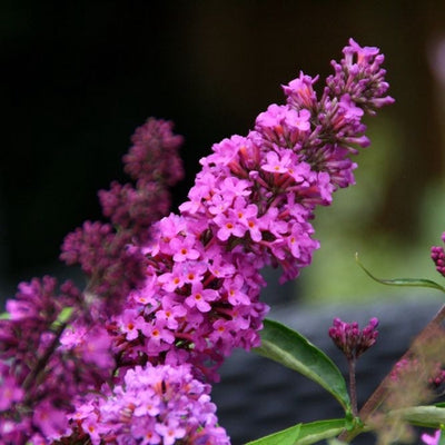 Vlinderstruik (Buddleja davidii Free Petite© Tutti Fruitti)