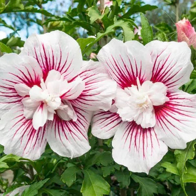 Altheastruik (Hibiscus syriacus 'China Chiffon')