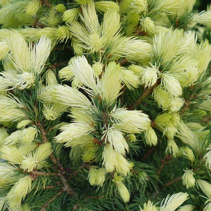 Witte spar (Picea glauca 'J.W. Daisy's White') - Coniferen
