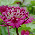 Zeeuws knoopje (Astrantia major 'Lars') - Tuinplanten