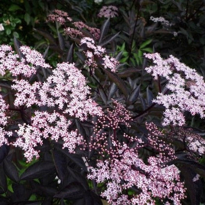 Zwarte vlier (Sambucus nigra Black Beauty) - Heesters