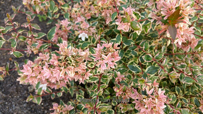 Abelia (Abelia grandiflora Mystic Daydream)