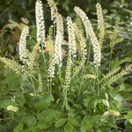 Zilverkaars (Actaea simplex 'White Pearl' (cimicifuga)) - Tuinplanten