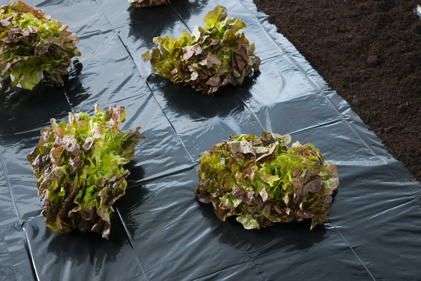 Kweek-/afdekfolie - LDPE zwart - Kweekbenodigdheden