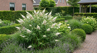 Vlinderstruik (Buddleja davidii Butterfly Candy® Little White)