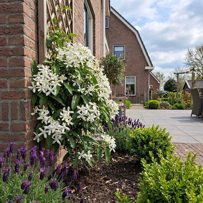 Klimplant Clematis armandii (Bosrank) - Klimplanten