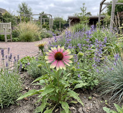 Zonnehoed (Echinacea Green envy) - Tuinplanten