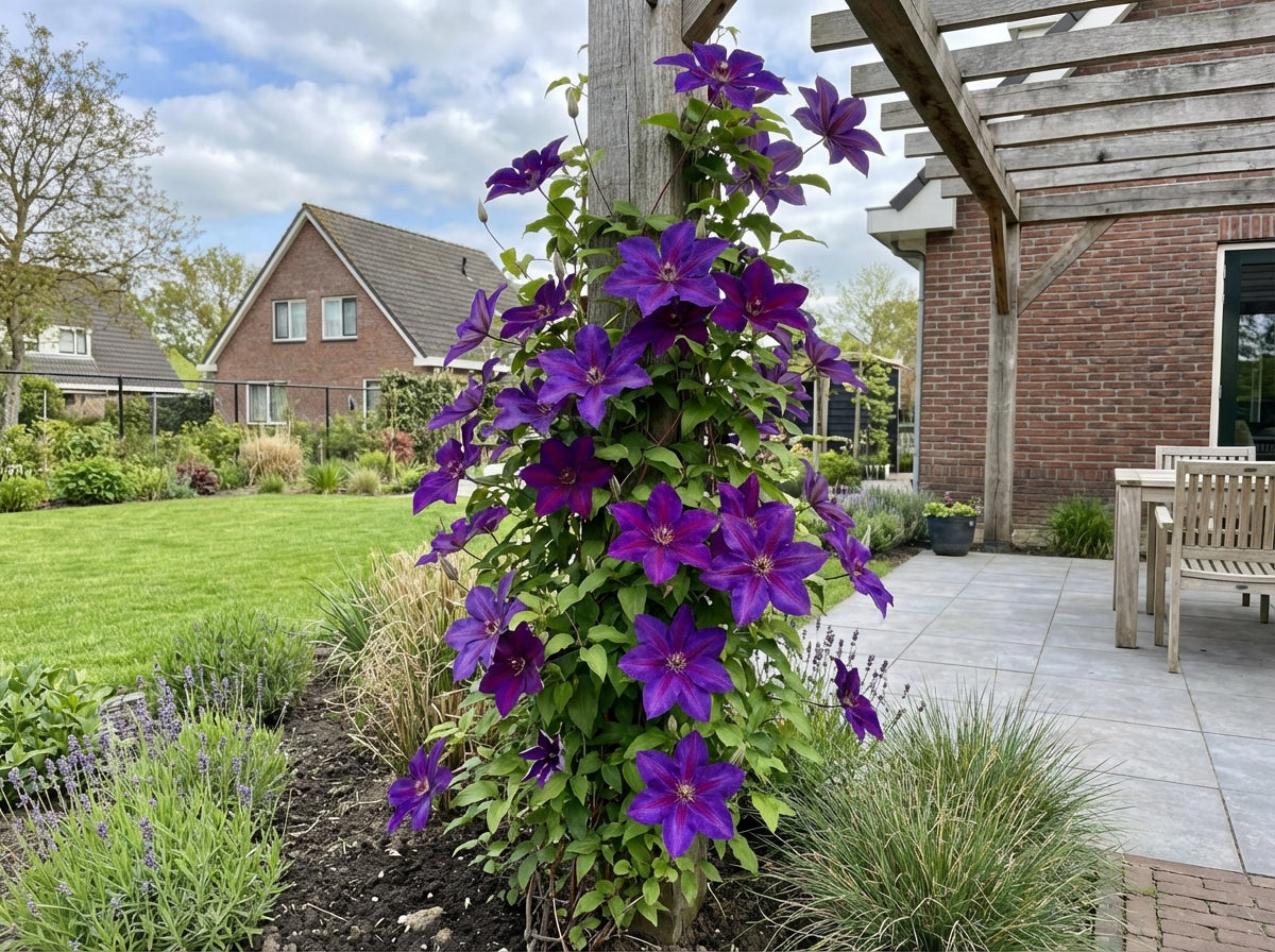 Klimplant Clematis Mrs. N. Thompson (Bosrank) - Klimplanten