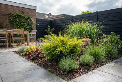 Jeneverbes (Juniperus med. ‘Old Gold’) - Coniferen