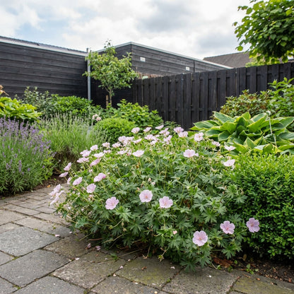 Ooievaarsbek (Geranium sanguineum var. striatum) - Tuinplanten