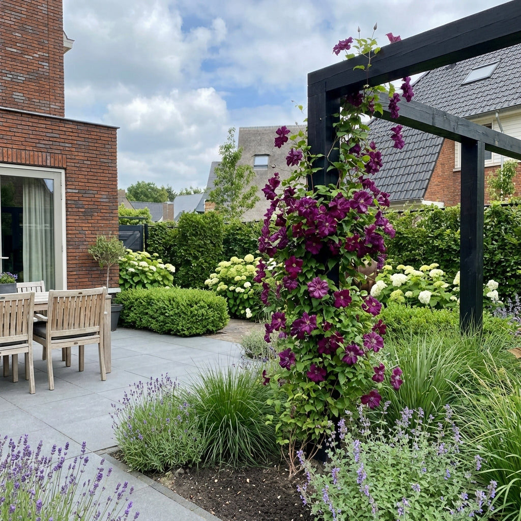 Klimplant Clematis vit. Purp. P. Elegans (Bosrank) - Klimplanten