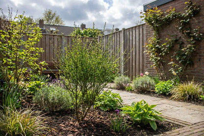 Brem (Cytisus praecox 'Boskoop Ruby') - Heesters